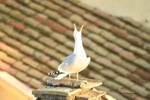 un oiseau blanc debout au sommet d'un bâtiment dans l'établissement Relais Arco Della Pace, à Rome