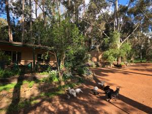 a group of animals walking in a yard at Country Cottages of Bridgetown in Bridgetown