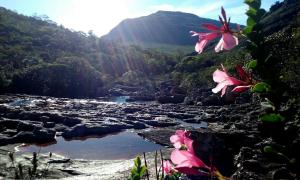a view of a river with pink flowers in the foreground at Do Alto da Montanha Pousada in Vale do Capao