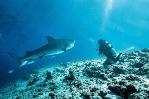 Tamu yang menginap di Tiger Shark Residence & Dive
