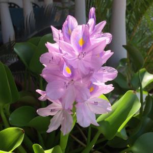 a group of pink flowers with green leaves at Villa Baywalk Goa - 200 meters from Morjim Beach in Morjim