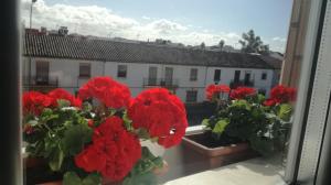 un grupo de flores rojas en el alféizar de la ventana en Hotel Abadi en Córdoba