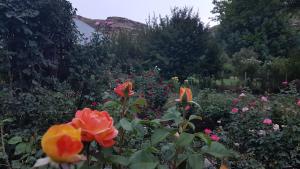 a garden with roses and other flowers at Periwinkle Grove Cottage in Clarens