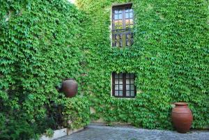 a green wall with three windows and two vases at Rio NaturAL in Vila Nova de Milfontes