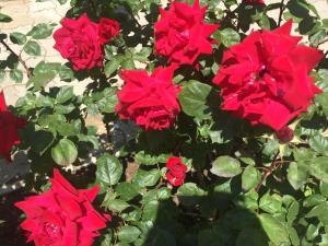 un arbusto de rosas rojas con hojas verdes en Guest House Golubaya Buhta, en Kuchugury