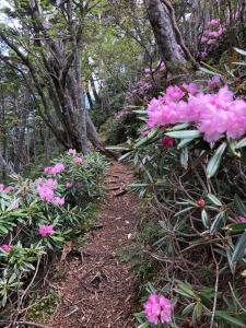 a trail in the woods with pink flowers at Shiunso in Nikko