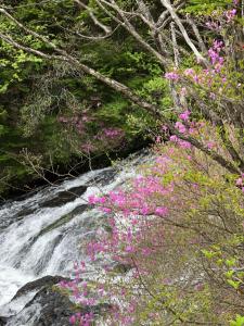 a river with pink flowers next to a waterfall at Shiunso in Nikko