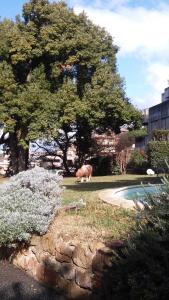 ローマにあるRelais La Canforaの木の横の草に立つ豚