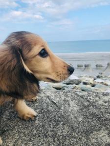 吉安的住宿－東岸邊境民宿，一只棕色的狗站在靠近海洋的岩石上