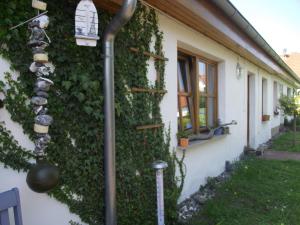 ein Haus mit einer grünen, mit Efeu bedeckten Wand in der Unterkunft Ferienhäuser Börge in Sassnitz