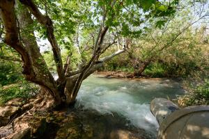 a river with a tree in the middle of it at Magical in the Galilee in Qiryat Shemona