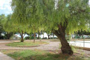 Un sauce llorón en un parque en Sainvi 7 7D, en Villajoyosa