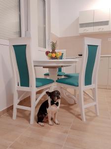 a dog sitting under a table and two chairs at Airport view Apartment in Belgrade