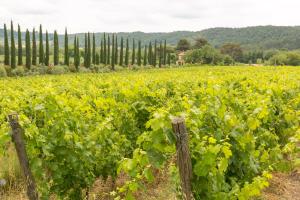 einen Weinberg mit grünen Trauben und einem Zaun in der Unterkunft Relais La Pieve Vecchia in Riparbella