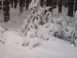 Photo de la galerie de l'établissement Ferienwohnung Bodehexe 2, à Braunlage