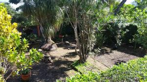 Zahrada ubytování Posada Los Chaneques Catemaco