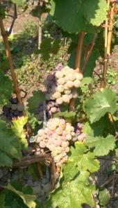 Fotografie z fotogalerie ubytování Wein- und Gästehaus Genetsch v destinaci Lieser