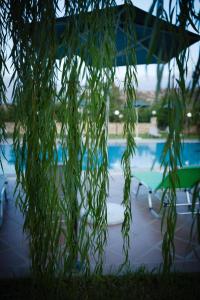 a bunch of vines hanging over a swimming pool at Dimitris Villa Hotel in Matala