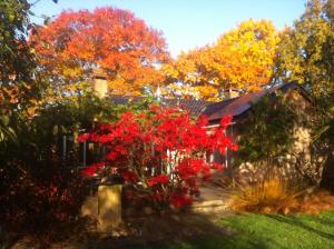 a house with red flowers in the yard at B&B Zeijen in Zeyen
