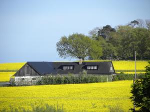 un granero negro en un campo de flores amarillas en Glimminge Bed & Breakfast, en Simrishamn