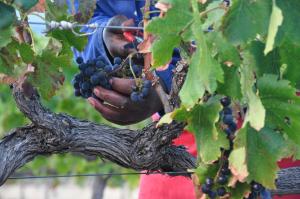 a boy is picking grapes from a tree at Blueberry Hill Cottages in Franschhoek
