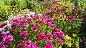 Сад в Blooming Delight Tauranga
