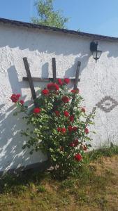 a bush of red flowers in front of a wall at Hof Heideland 1 in Eichholz