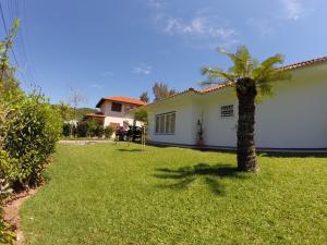 una palmera en el patio de una casa en Casa na Lagoinha Florianópolis B2, en Florianópolis