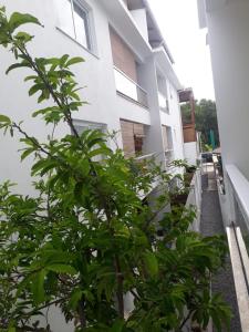 a green tree in front of a building at Apartamentos Juliel in Morro de São Paulo