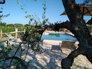 a tree with two chairs and a swimming pool at Agriturismo Sweet Cottage in Marina di Grosseto