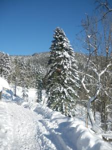 メッツェラルにあるFERME IM-BERGの山の脇の雪に覆われた木