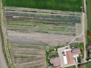 una visione aerea di un campo con file di colture di Ca' Vascon Alloggio Agrituristico a Villa Estense