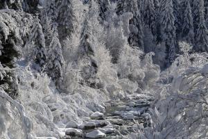 Przyroda w pobliżu tego apartamentu