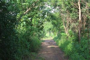 un camino de tierra en medio de un bosque en Wilpattu Holiday Home, en Nochchiyagama