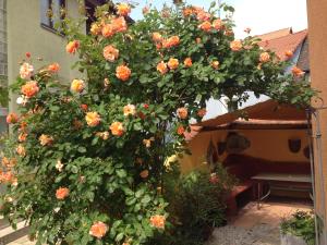 a bush with orange flowers on the side of a building at CasaNova in Bad Windsheim