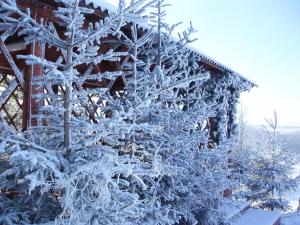 a snow covered tree in front of a cabin at Sport Park Volen in Yakhroma