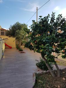 カンポフェリーチェ・ディ・ロッチェッラにあるVilla Giadaの私道前のオレンジの木