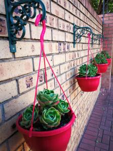 a group of potted plants hanging on a wall at Ridderspoor Guesthouse in Middelburg