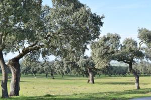 Zdjęcie z galerii obiektu Cortijo La Panadera w mieście Pozoblanco