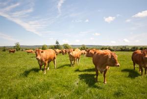 a herd of cows standing in a field of grass at Bellfry at Old Boley in Wexford