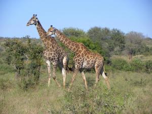 two giraffes walking in a field of grass at Pestana Kruger Lodge in Malelane