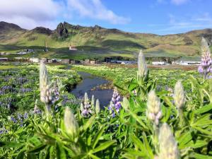 a field of purple flowers with mountains in the background at Hótel Kría in Vík