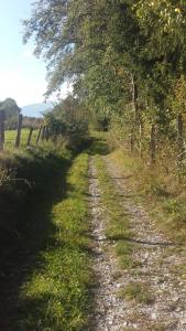 un camino de tierra con árboles al lado de un campo en Haus Elisabeth, en Mittersill