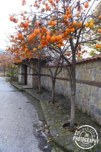 a group of orange trees in front of a stone wall at Villa Luxury Paradise Kastoria in Lithiá