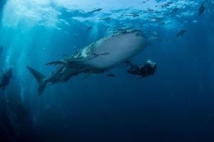 Hosté ubytování Carabao Diving Koh Tao