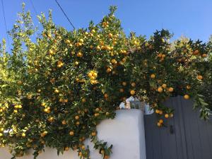 Fotografia z galérie ubytovania Garden Village House in Pythagorio-Hora, Samos Island v destinácii Chóra
