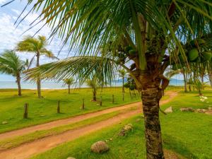 a palm tree in a field with a dirt road at Pousada Pé Na Areia in Caraguatatuba