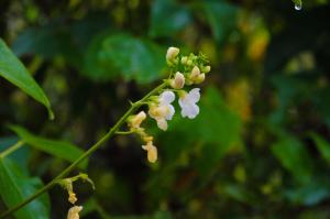 Glamping Finca Corazón外面的花园