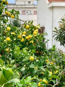 Zahrada ubytování B&B Di Fiore