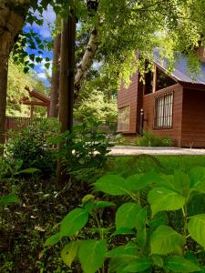 Zahrada ubytování Cabañas Los Laureles - Lican Ray